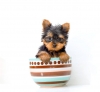 AKC Registered Yorkie Puppies for Adoption